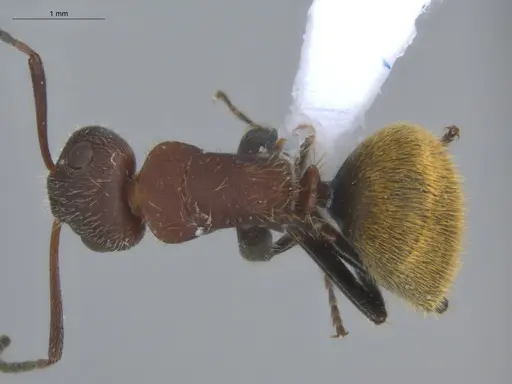 Camponotus chazaliei specimen ECOFOG-BOUM-0524-01 image ecofog-boum-0524-01_1