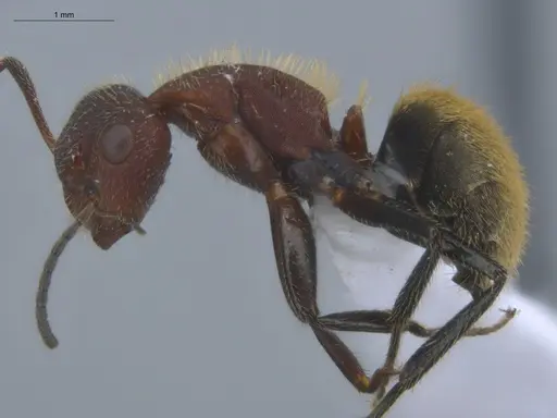 Camponotus chazaliei specimen ECOFOG-BOUM-0524-01 image ecofog-boum-0524-01_3