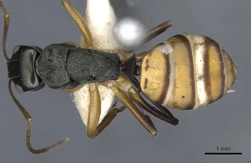 Camponotus cheesmanae specimen CASENT0903638 image casent0903638_1