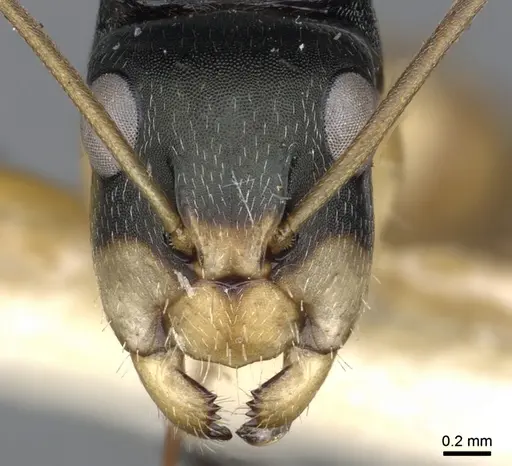 Camponotus cheesmanae specimen CASENT0903638 image casent0903638_2
