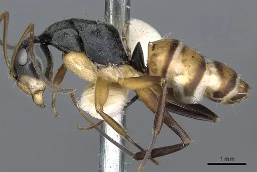 Camponotus cheesmanae specimen CASENT0903638 image casent0903638_3