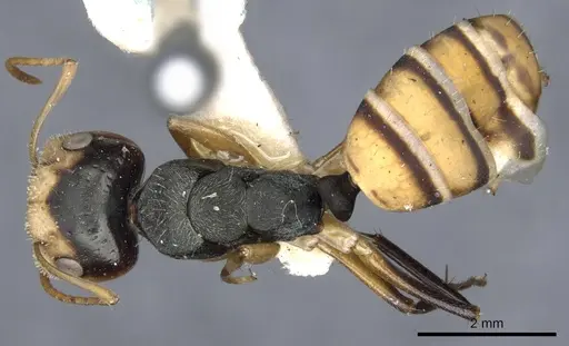 Camponotus cheesmanae specimen CASENT0903639 image casent0903639_1