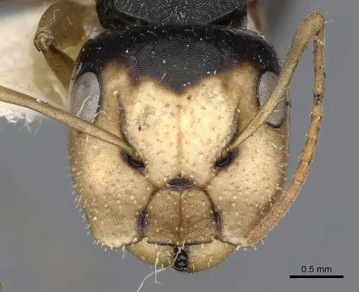 Camponotus cheesmanae specimen CASENT0903639 image casent0903639_2