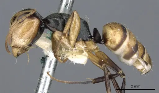 Camponotus cheesmanae specimen CASENT0903639 image casent0903639_3