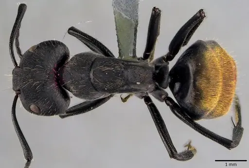 Camponotus chilensis specimen ANTWEB1041825 image antweb1041825_1
