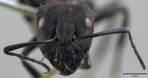 Camponotus chilensis specimen ANTWEB1041825 image antweb1041825_2