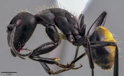 Camponotus chilensis specimen ANTWEB1041825 image antweb1041825_3