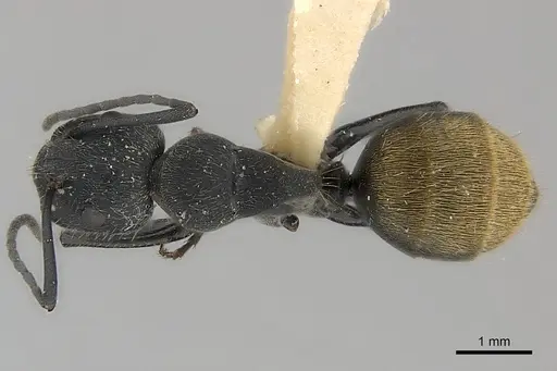 Camponotus chilensis specimen CASENT0217624 image casent0217624_1