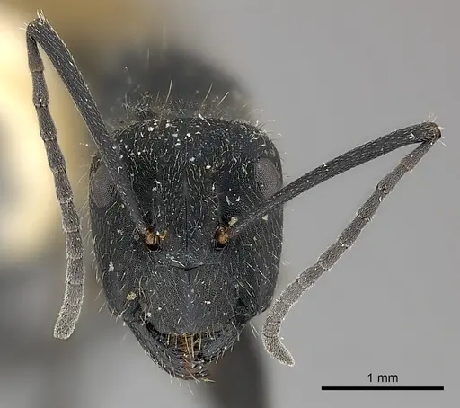Camponotus chilensis specimen CASENT0217624 image casent0217624_2