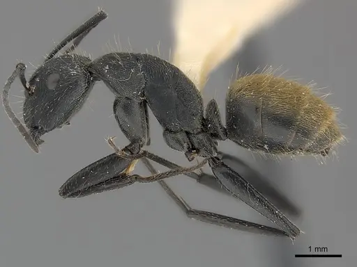 Camponotus chilensis specimen CASENT0217624 image casent0217624_3
