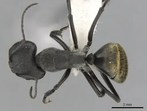 Camponotus chilensis specimen CASENT0280063 image casent0280063_1