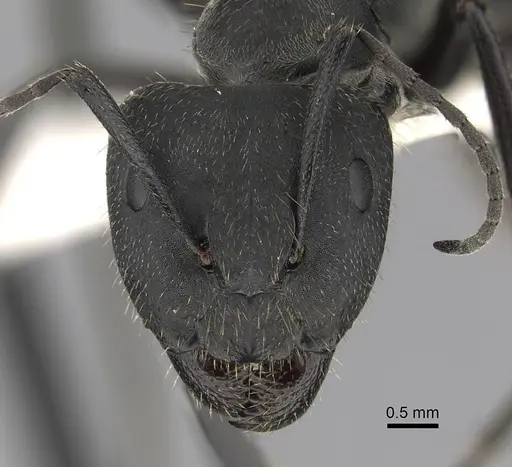 Camponotus chilensis specimen CASENT0280063 image casent0280063_2