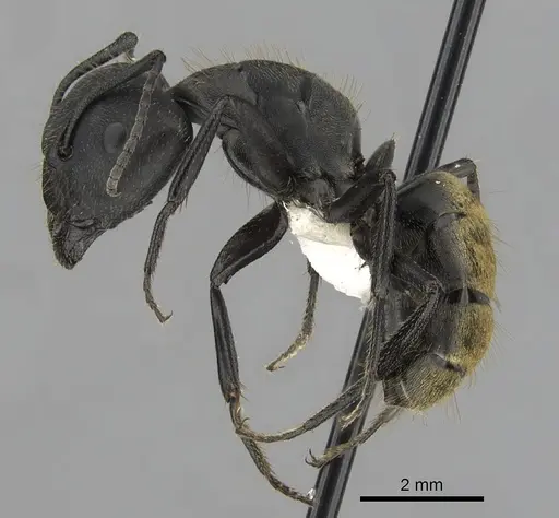 Camponotus chilensis specimen CASENT0280063 image casent0280063_3