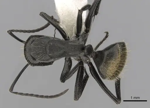 Camponotus chilensis specimen CASENT0280064 image casent0280064_1