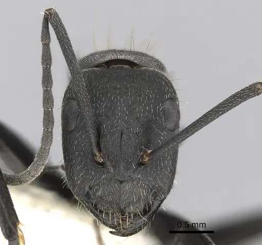 Camponotus chilensis specimen CASENT0280064 image casent0280064_2
