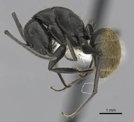 Camponotus chilensis specimen CASENT0280064 image casent0280064_3