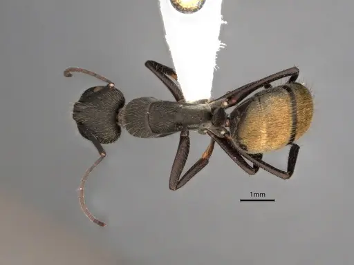 Camponotus chilensis specimen CASENT0886714 image casent0886714_1