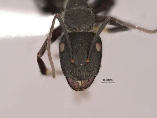Camponotus chilensis specimen CASENT0886714 image casent0886714_2