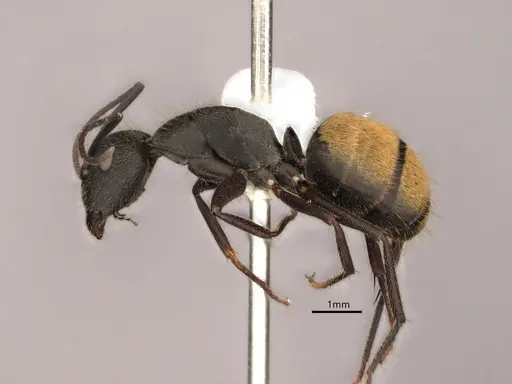 Camponotus chilensis specimen CASENT0886714 image casent0886714_3