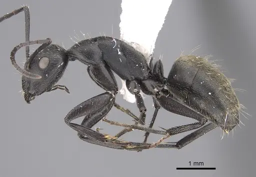 Camponotus chilensis specimen CASENT0923526 image casent0923526_1