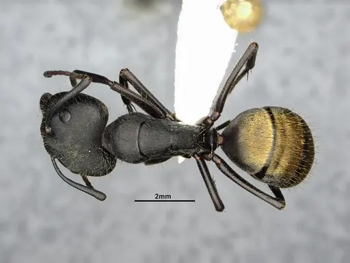 Camponotus chilensis specimen CASENT4032225 image casent4032225_1
