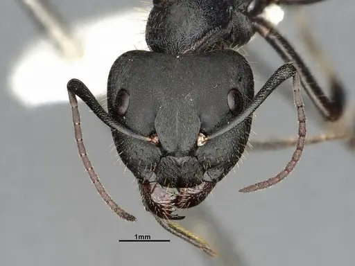 Camponotus chilensis specimen CASENT4032225 image casent4032225_2