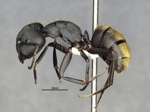 Camponotus chilensis specimen CASENT4032225 image casent4032225_3