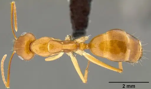 Camponotus chloroticus specimen CASENT0171139 image casent0171139_1