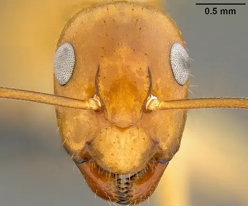 Camponotus chloroticus specimen CASENT0171139 image casent0171139_2