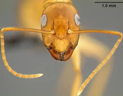Camponotus chloroticus specimen CASENT0171139 image casent0171139_3