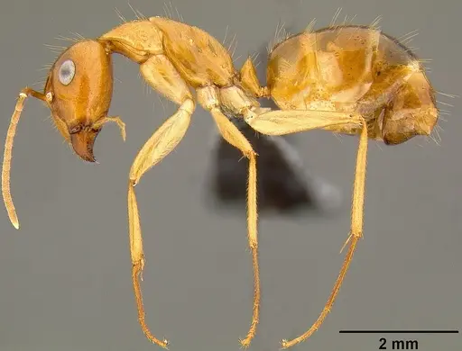 Camponotus chloroticus specimen CASENT0171139 image casent0171139_4