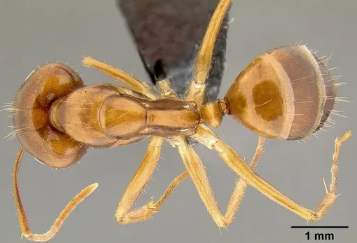 Camponotus chloroticus specimen CASENT0171140 image casent0171140_1