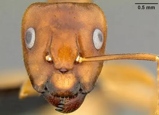 Camponotus chloroticus specimen CASENT0171140 image casent0171140_2