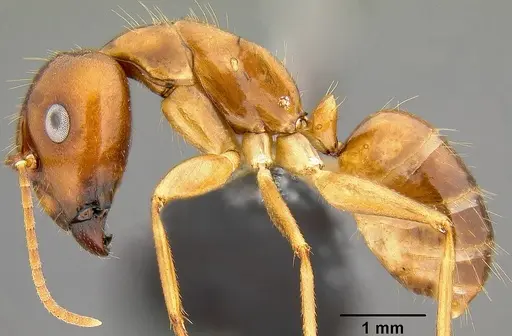 Camponotus chloroticus specimen CASENT0171140 image casent0171140_3