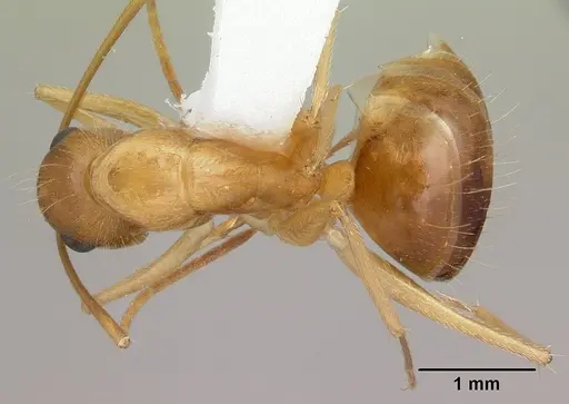 Camponotus chloroticus specimen CASENT0178353 image casent0178353_1