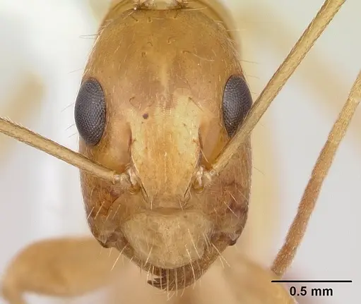 Camponotus chloroticus specimen CASENT0178353 image casent0178353_2