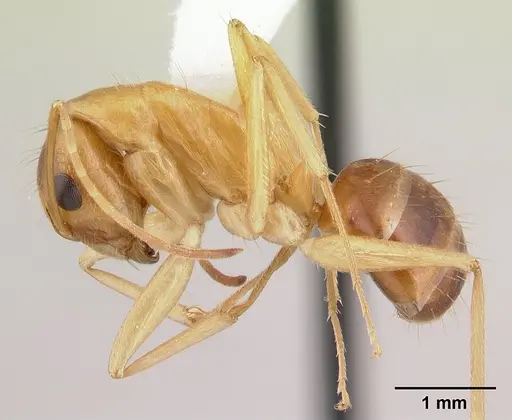Camponotus chloroticus specimen CASENT0178353 image casent0178353_3