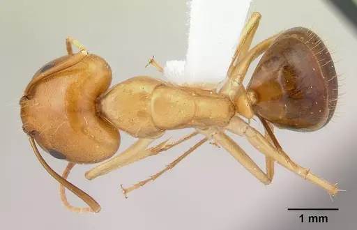 Camponotus chloroticus specimen CASENT0178354 image casent0178354_1