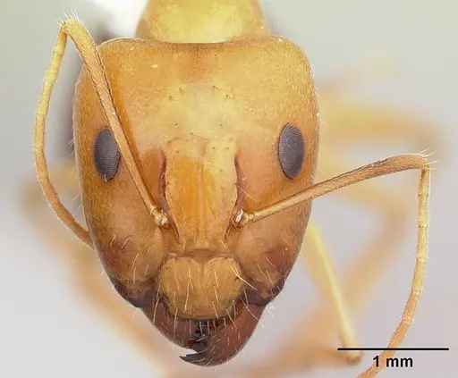 Camponotus chloroticus specimen CASENT0178354 image casent0178354_2