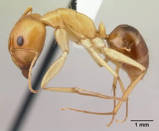 Camponotus chloroticus specimen CASENT0178354 image casent0178354_3