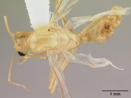 Camponotus chloroticus specimen CASENT0178355 image casent0178355_1