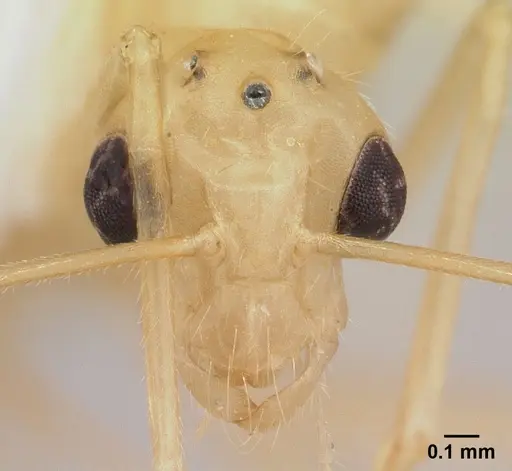 Camponotus chloroticus specimen CASENT0178355 image casent0178355_2