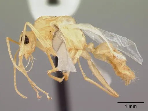 Camponotus chloroticus specimen CASENT0178355 image casent0178355_3