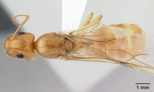 Camponotus chloroticus specimen CASENT0178356 image casent0178356_1