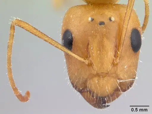 Camponotus chloroticus specimen CASENT0178356 image casent0178356_2