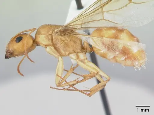 Camponotus chloroticus specimen CASENT0178356 image casent0178356_3