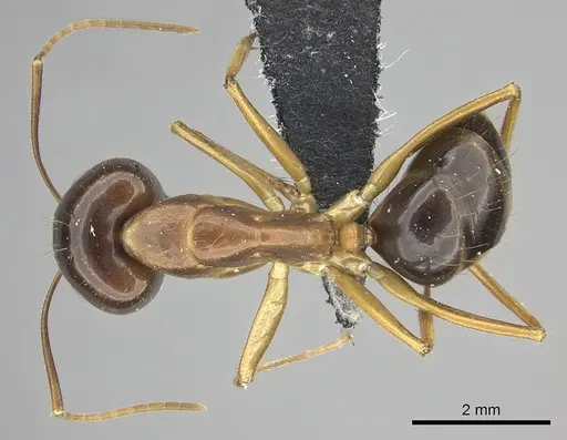 Camponotus chloroticus specimen CASENT0219814 image casent0219814_1