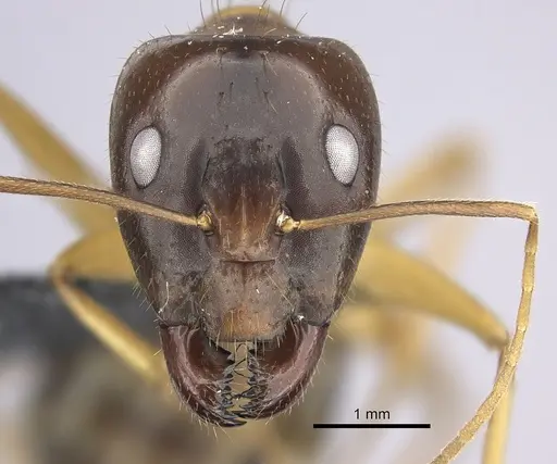 Camponotus chloroticus specimen CASENT0219814 image casent0219814_2