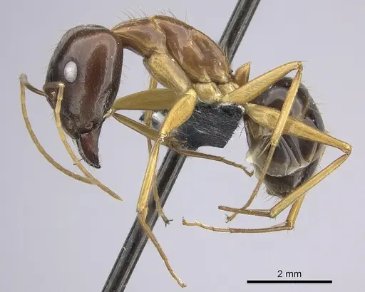 Camponotus chloroticus specimen CASENT0219814 image casent0219814_3