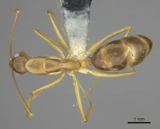 Camponotus chloroticus specimen CASENT0219831 image casent0219831_1